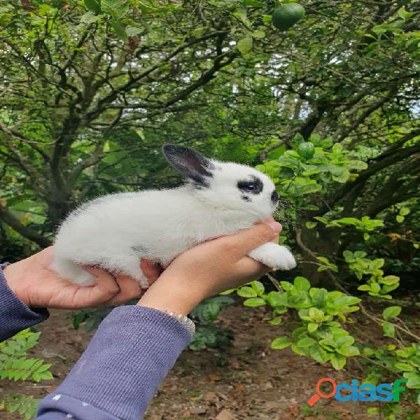 Hermosos Conejos (Bogotá)