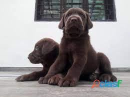 Labradores Hermosos Excelentes