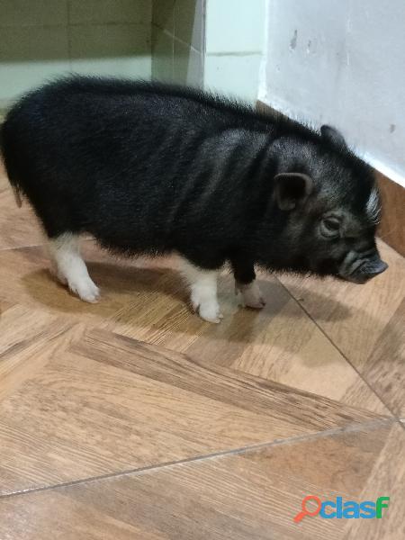 Hermoso mini pig macho