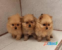 Lindos Pomerania Cachorros Adorables