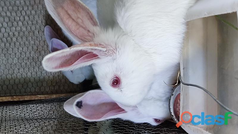 Venta de conejos Nueva Zelanda y ruso californiano