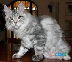 Gatitos Lindos Maine Coon Gigantes