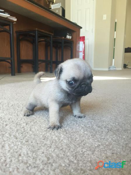 Cachorros Pug Enanos Lindos