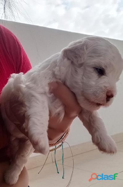 Se vende perritos french poodle