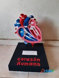 maqueta corazón humano
