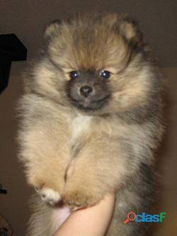 Pomeranias Perritos Pequeños Lindos