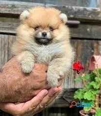 Pomerania Excelentes Y Garantia Cachorros