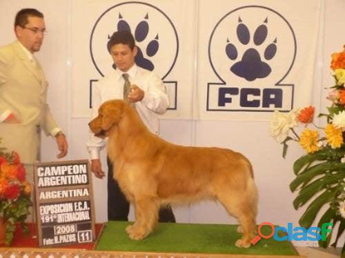 Venta De Cachorros Golden Retriever Pura Sangre En Bogota