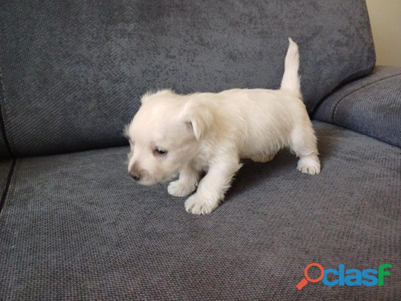 west highland white terrier DISPONIBLES