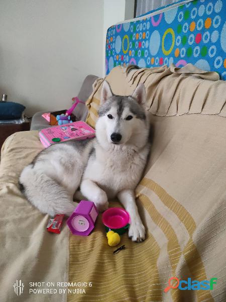 Husky siberiano