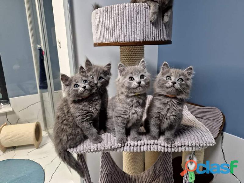 GATOS NEBELUNG ENTREGA INMEDIATA