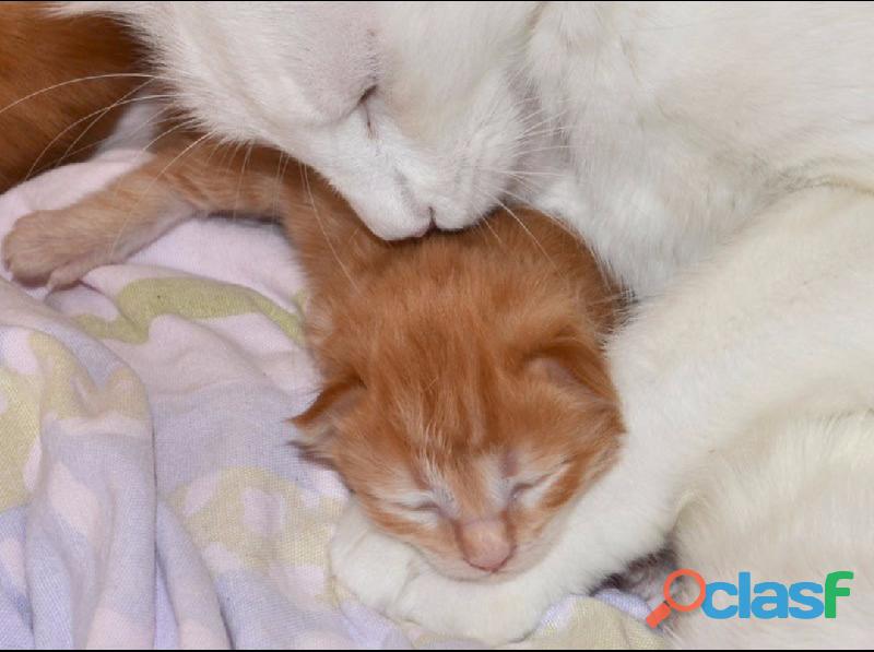 HIJOS DE MAMA ANGORA PAPA SIAMES