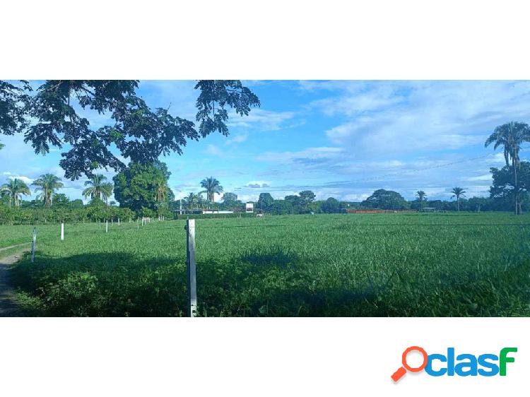 En VENTA Finca productiva Municipio PEDRAZA - Barinas