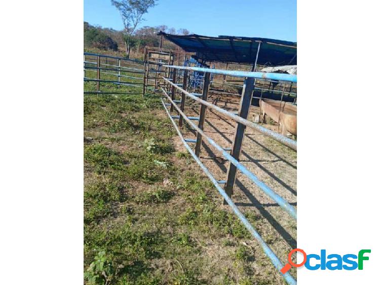 FINCA DE 100 HECTÁREAS EN COJEDES, CON ELECTRICIDAD Y AGUA