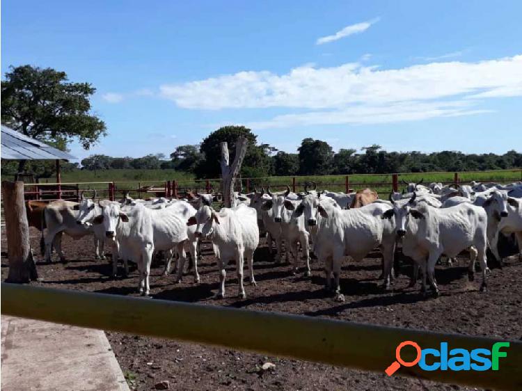 Finca 7.900 hectáreas en Guárico