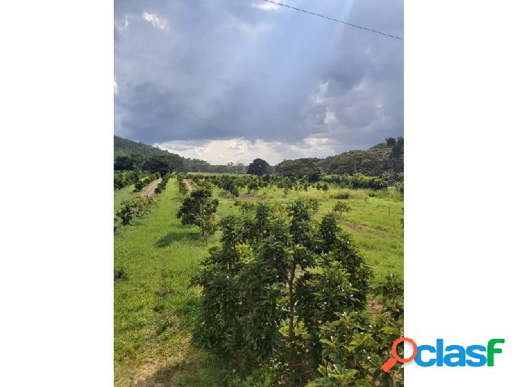 Se vende finca 114 hectáreas Carabobo Bejuma 6212