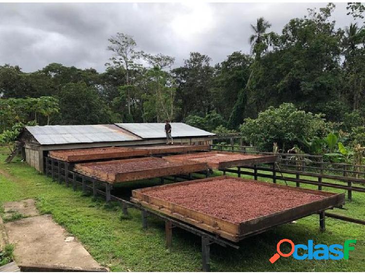 VENTA DE HACIENDA DE CACAO EN RIO CARIBE VE02-177RC-MT