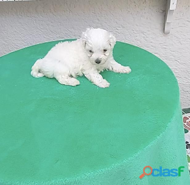 hermosa perrita bichon maltés de 45 dias