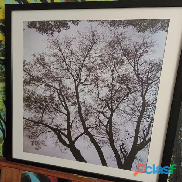 Fotografía a color enmarcada de ramas de árbol, 52 x 40