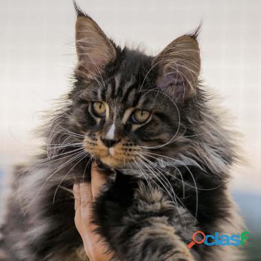 Gato Maine Coon Adorable Babys