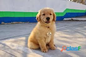 Golden Retriver Perros Lindos