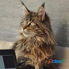 Maine Coon Gatos Excelentes