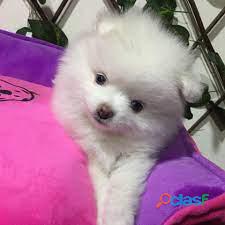 Pomeranias Mni Hermosos Perritos