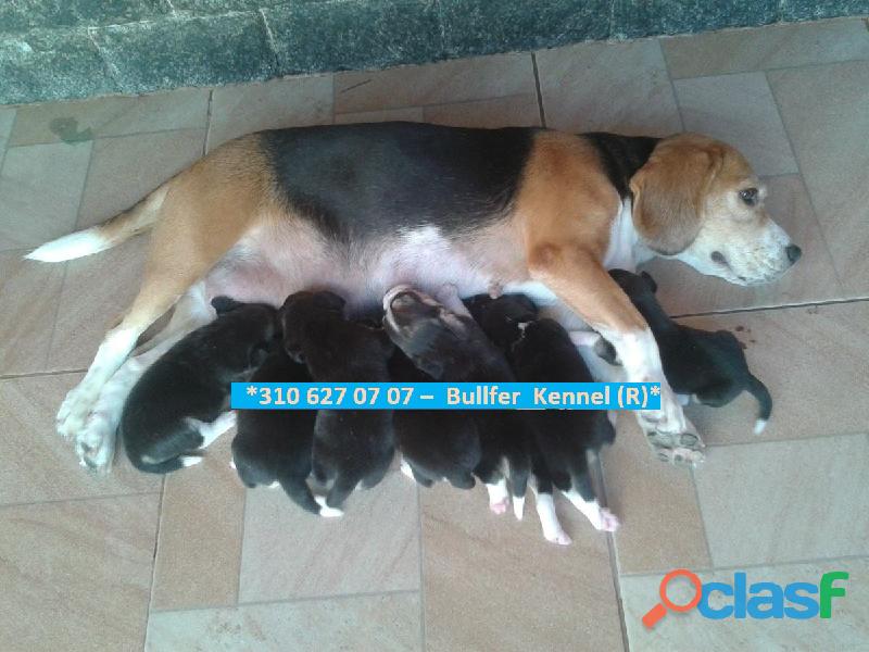 SE VENDEN DIVINOS CACHORROS RAZA BEAGLE GARANTIZADOS