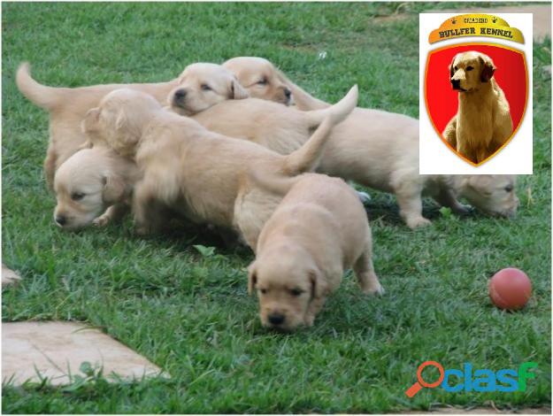 VENTA DE CACHORROS GOLDEN RETRIEVER DORADOS MACHO Y HEMBRA