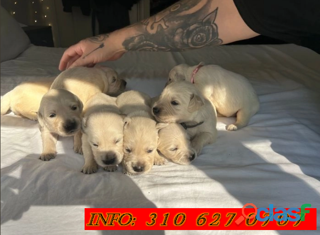 Venta De cachorros Golden Retriever Raza Pura