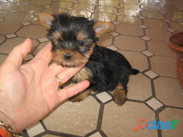 Yorkie Cachorros Minis OK