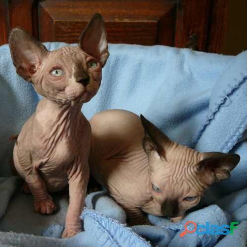 Gatos Raza Sphynx Lindoss