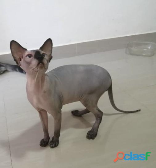 Gatos Sphynx Esfinge Excelentes