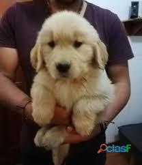 Golden Retrivers Caninos Excelentes