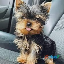 Yorkie Mini Excelntes Cachorros