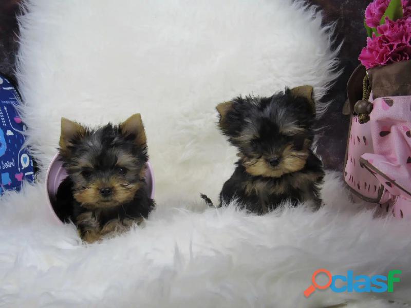 Yorkie Minis Hermosa Raza