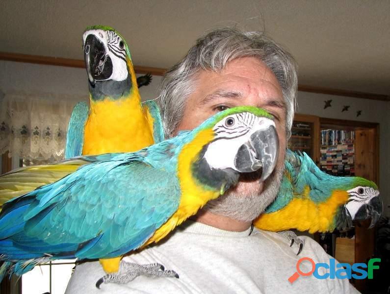 Adorables polluelos de loros, loros jóvenes, parejas de