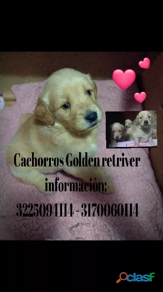 Golden retriver cachorros puros dorados 32 días